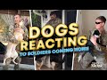 Dogs Reacting to Soldiers Coming Home. Truly Man's Best Friend?