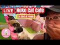 【Cat🇹🇭Live】cat cafe”Neko Cat Cafe”in Phuket! 18May2022 #cat #แมว #猫 #pet #kucing #बिल्ली