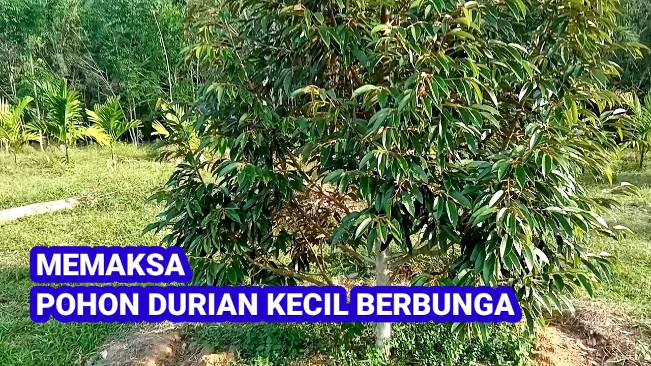 cara memaksa pohon durian kecil berbunga