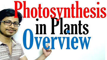 Photosynthesis in plants