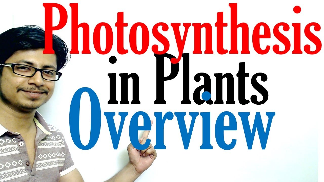 Photosynthesis in plants