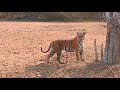 Sathyamangalam, Kabini and Bandipur Which is best!!!! Just watch this video to know more #savetiger