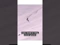 Watch This Snow Leopard Roll Through Snow! #motivation #positivevibes