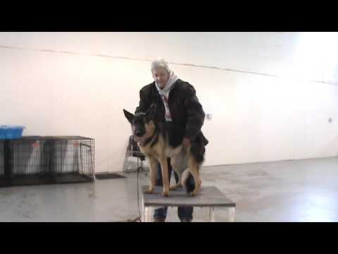 lionheart-k9-dog-training-in-maryland