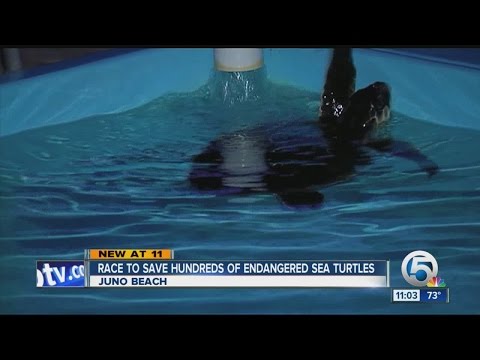 Race to save hundreds of endangered sea turtles
