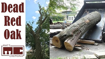 Big Dead Red Oak Removal and Hauling