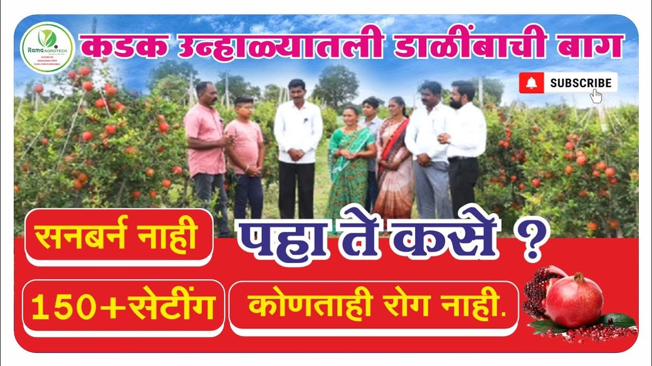 कडक उन्हाळ्यातही डाळिंब बागेला कसलेही सनबर्न नाही । पहा ते कसे ? | Rama Agrotech