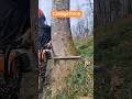 Cablage frêne #bucheron #boisdechauffage #chainsaw #stihl #ms500i #câblage #wood