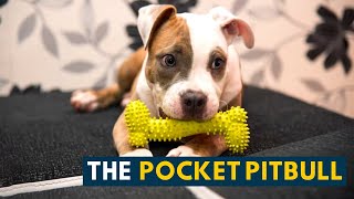 Pocket Pitbull: 7 Interesting Facts About the Pocket Sized Bull Dog!