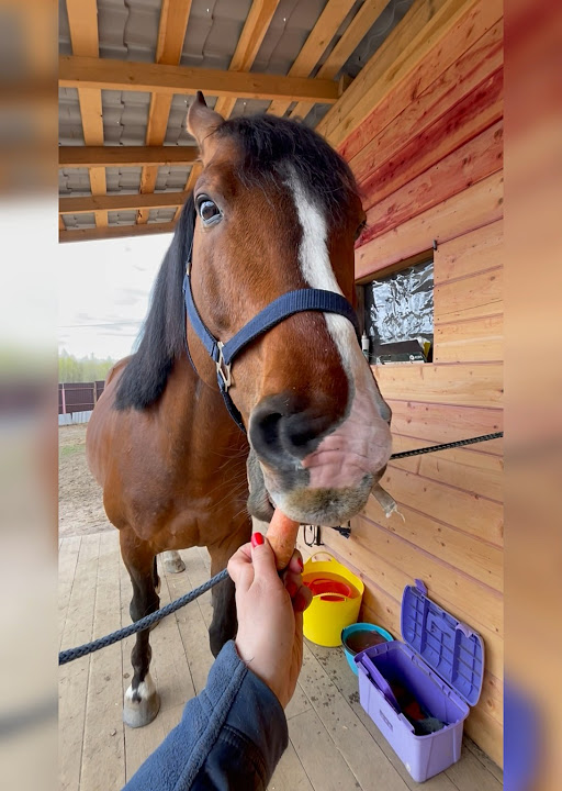А вы готовы к лету? 😇 #horse #лошади #лето #конь #funnyvideo # ...