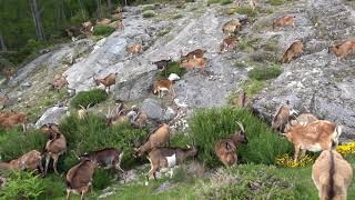 Cabras em Anta , Mondim de Basto , Vila Real , Portugal