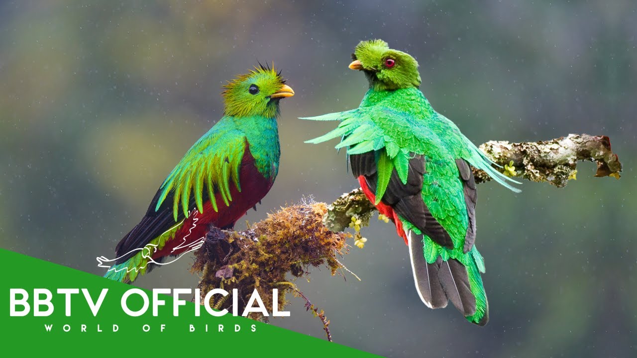 Beautiful and Majestic Birds In Colombia | BBTV Official | Wildlife Documentary