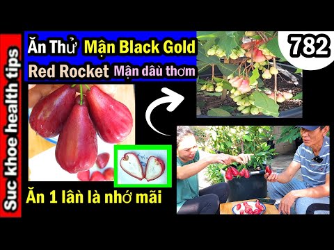 Video Ăn thử CHỌN NGON NHẤT Vua Mận Black Gold,Red... - youtube