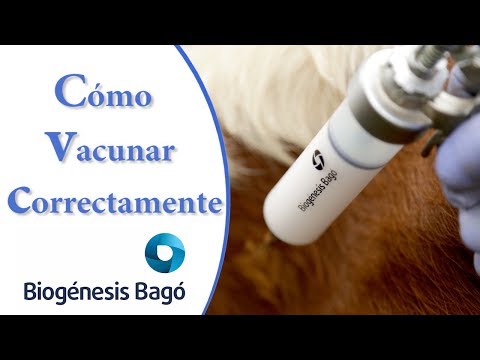 Vídeo: Aprendre A Vacunar Correctament