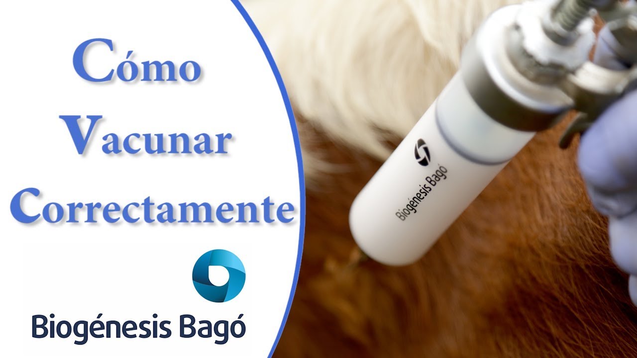 Como vacunar correctamente- Biogénesis Bagó