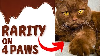 Chocolate Coats: Discover Brown Cats and Their Curious Origins ❤