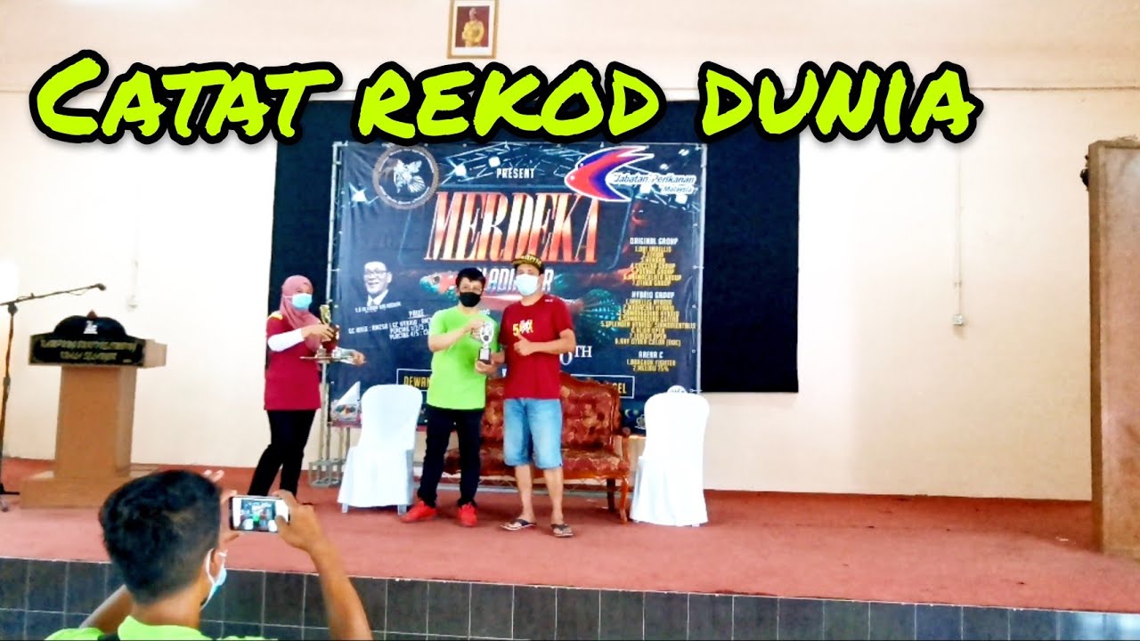 Wild Betta Competition Merdeka Gladiator 2020//kisah badol masuk kom.