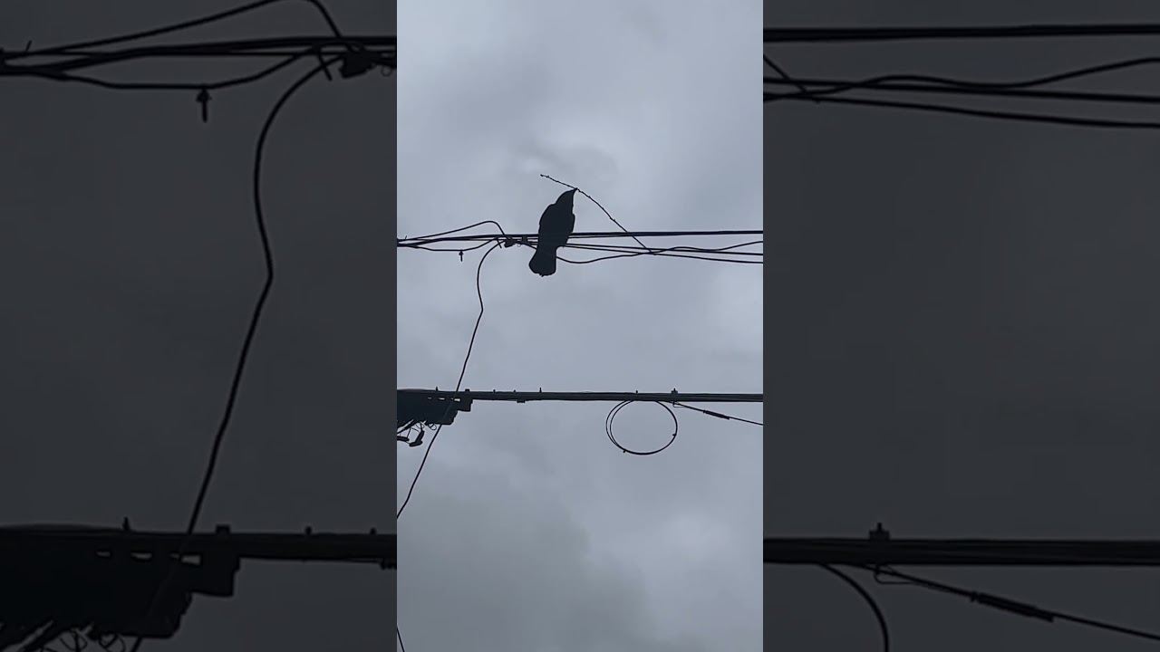 Crow and Stick