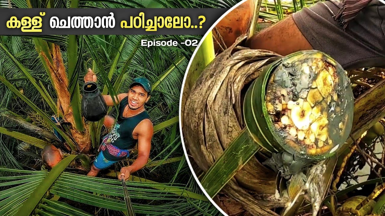 Toddy tapping | കള്ള് ചെത്തൽ | Step by Step Process of Toddy Tapping in Kerala | Ep - 2 | Kerala