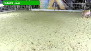 The Alliance Pig Sale - Aug-22
