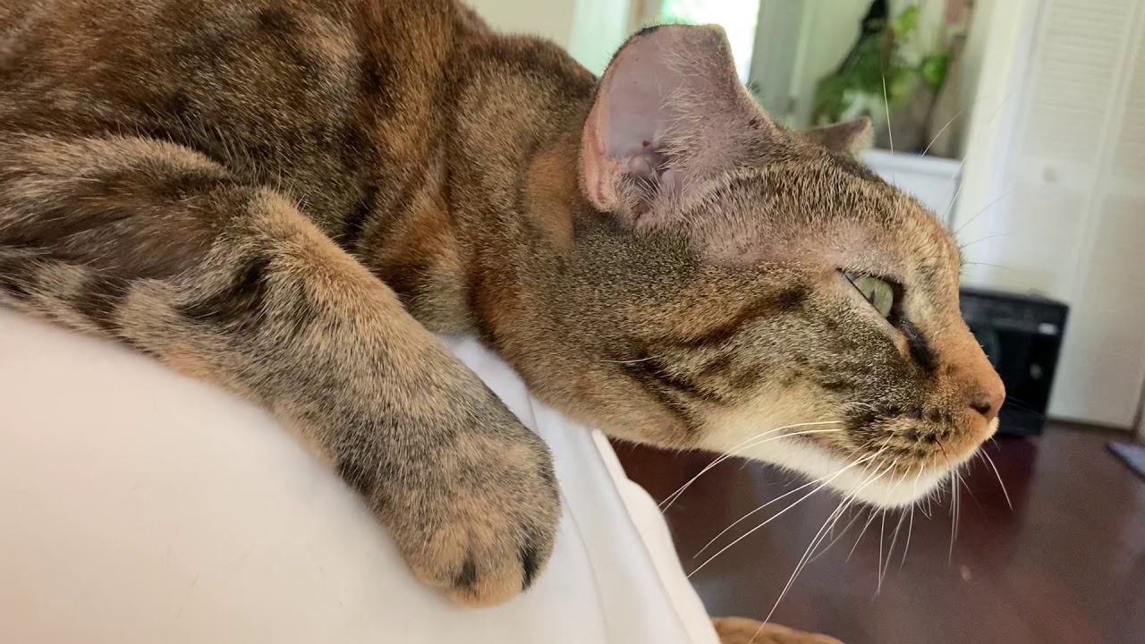 Cat asthma attack YouTube