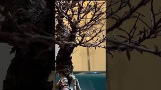Cleaning up my Cork Bark Chinese Elm, root over rock bonsai tree