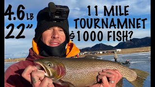 Ice Fishing 11 Mile Reservoir - TOURNAMENT #icefishing #fishingcolorado #11mileresevoir