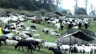 Sheep farm in the Himalayan Nepal || grazing sheep in the jungle || shepherd life of Nepal ||