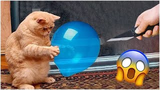 Funny Videos 2023 Oops Funniest Cats Video - Funniest Animals 2023 Aww Pets