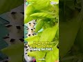 【City Vege】Hydroponic Vertical System / Grow too fast! 😂 #shorts