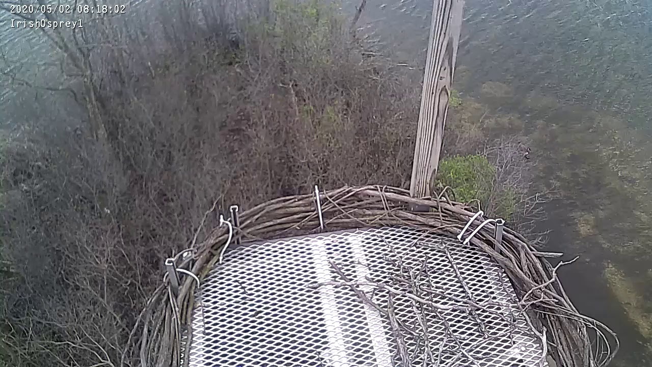 Irish Lake Indiana Osprey Cam Live Stream YouTube