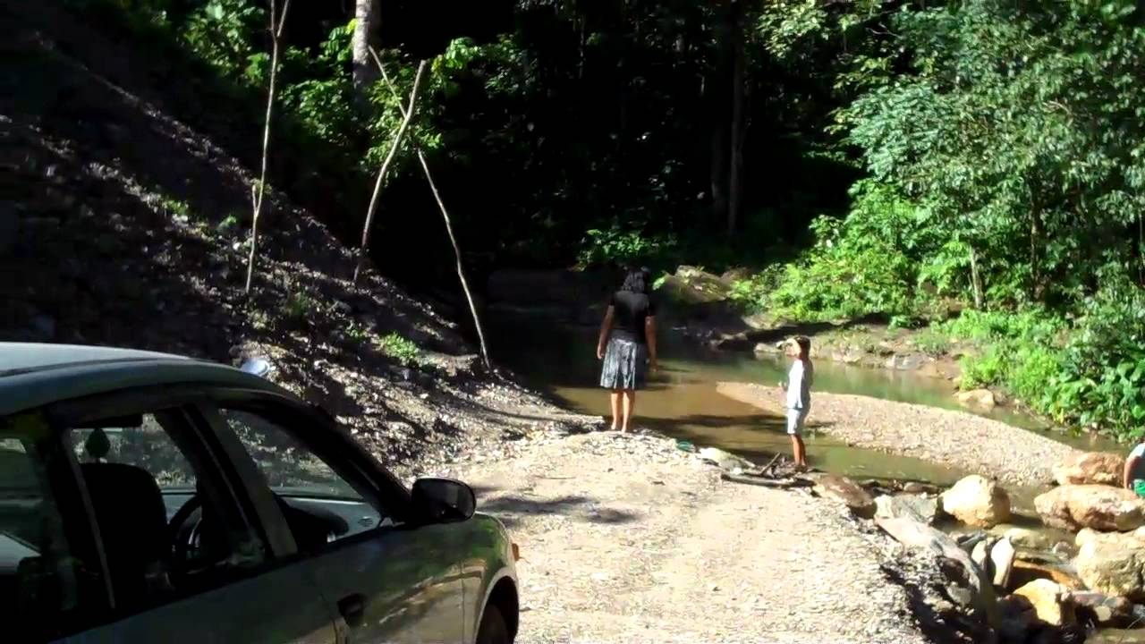 Trinidad & Tobago Field Naturalist Club Turure YouTube