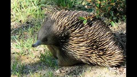 AUSTRALIA - THE LAND DOWN UNDER