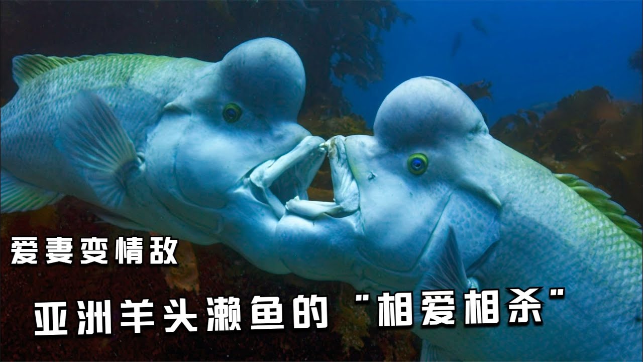 雌雄同体亚洲羊头濑鱼的 “相爱相杀” - YouTube