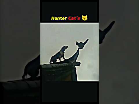 hunter cats ☠️🔥