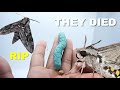 All My Pet Hornworms DIED ! R.I.P Cute Moths !! Big Fail