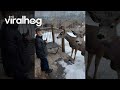 Mule Deer Approach Boy For Breakfast Nibbles || ViralHog