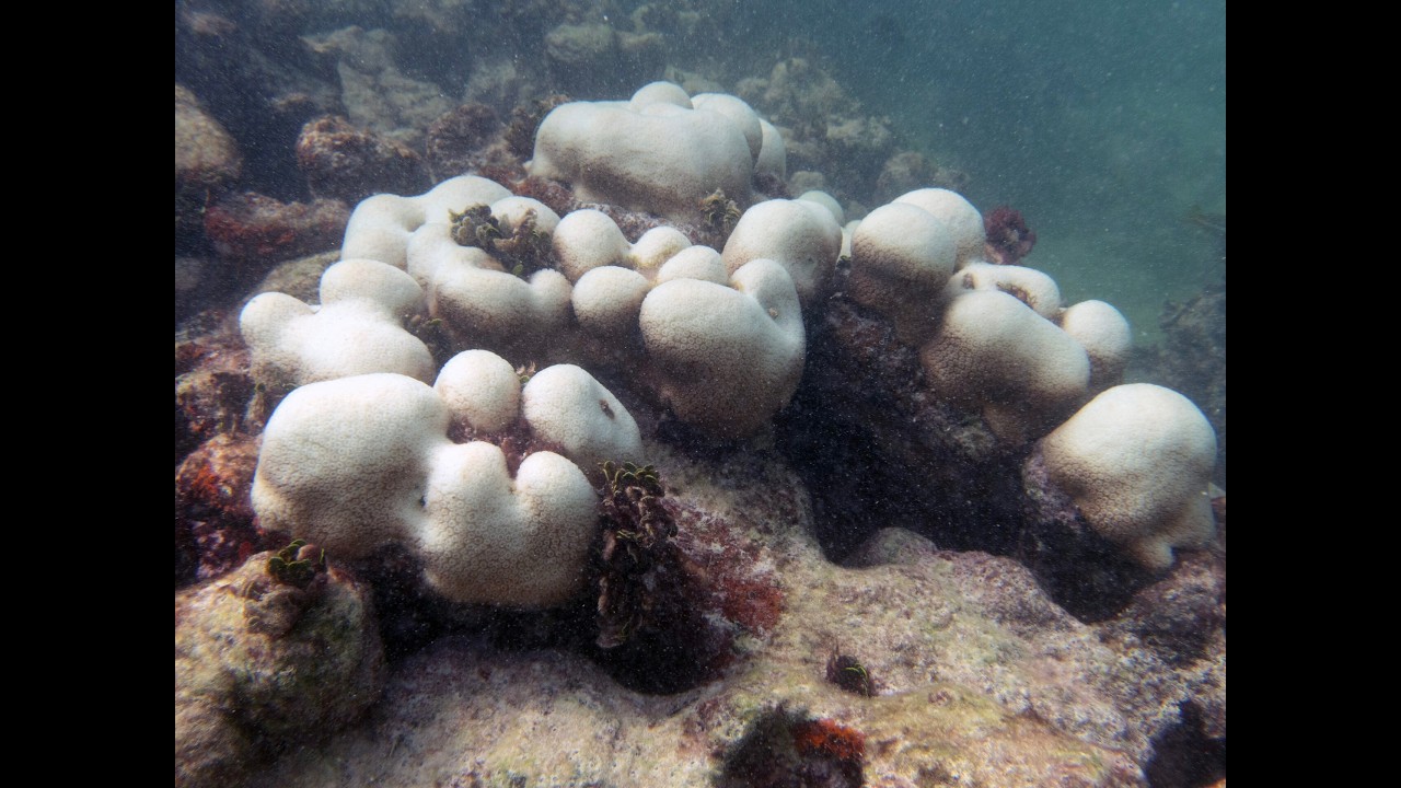 There's already coral bleaching in the Florida Keys in the