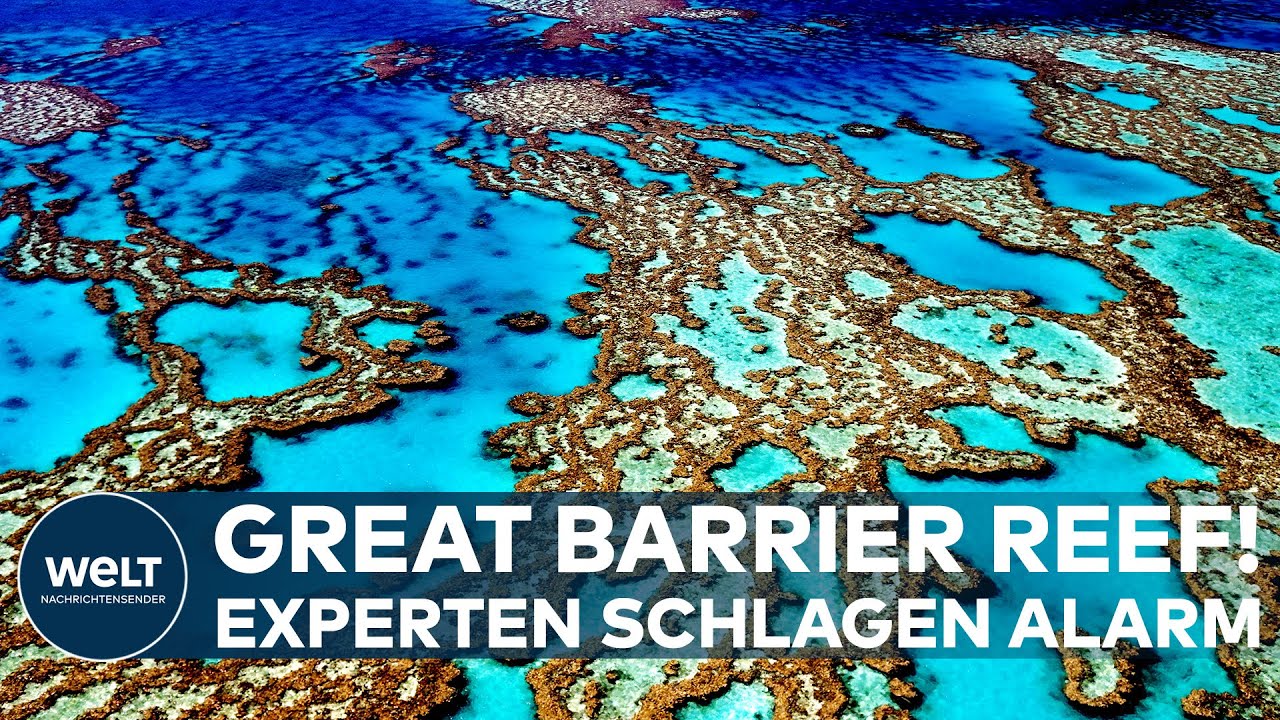 EXPERTEN SCHLAGEN ALARM: Massenbleiche! Das Great Barrier Reef ist in