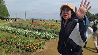 Akebonoyama garden #Japan #beautiful garden #tulip flowers 💐😍 🌷🌷