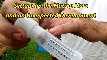 Setting up Two Frame Nucs and an Unexpected Development