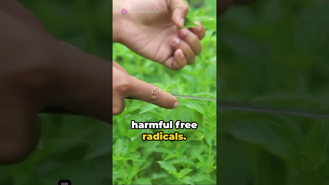 The Divine Healer: Holy Basil 