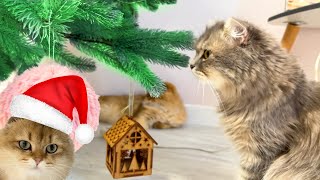 Funny cats are getting ready to celebrate Christmas! ...and get presents