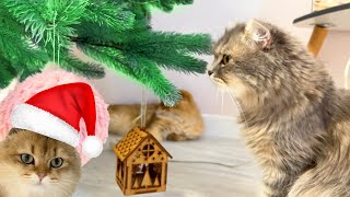 Full Funny Cats Get Ready for Christmas — Waiting for Their Presents 🎄😹 Update