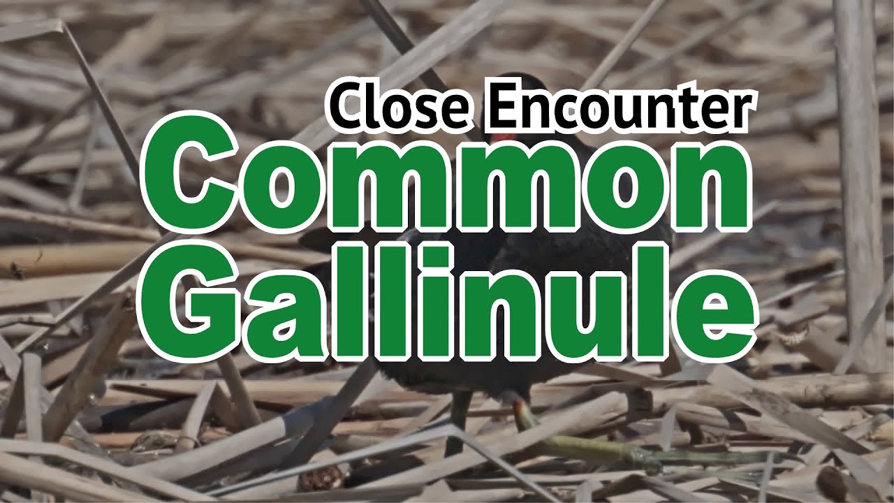 👀 Common Gallinule (Gallinula galeata)