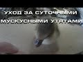 Уход за суточными мускусными утятами