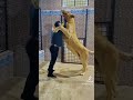 Lion king play with saqib ahmad shorts youtubeshorts viral