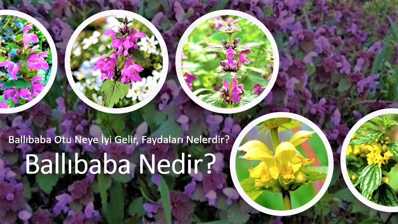 Beyazısırgan olarak da Bilinen Ballıbaba nedir? NASIL KULLANILIR?