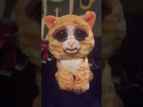 Feisty Pets Angry