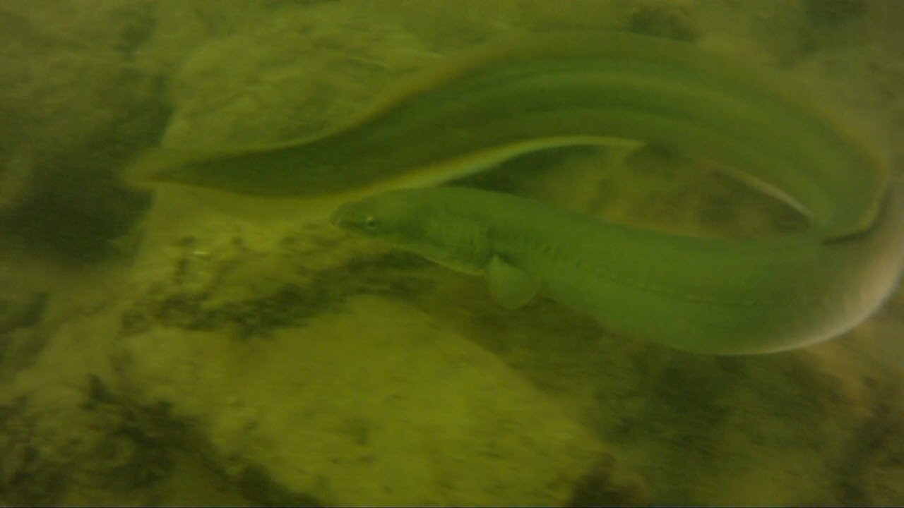 DTL duik in Speicherbecken 2014